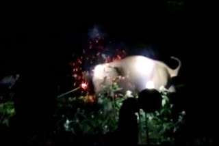 Human-elephant conflict: Locals attacks wild elephant herd