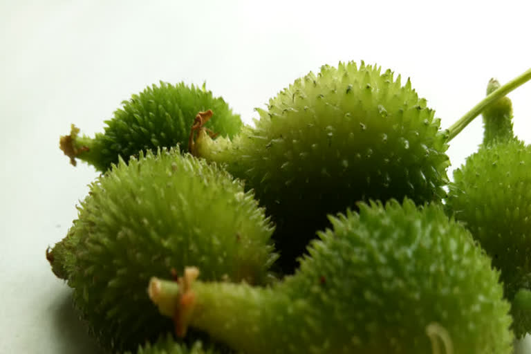 Spiny Guard 10 Benefits Of Spiny Gourd