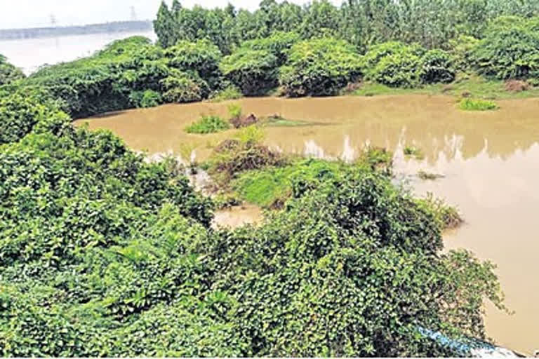 Telangana: River Godavari suffers heavy industrial and sewage contamination pic