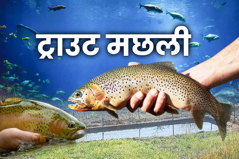 Trout Fish In Marathi