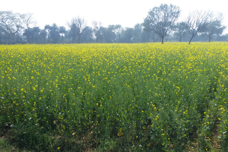 सरसों के तेल की बढ़ी कीमतों से किसान खुश, बंपर फसल के बाद अच्छी आमदनी का  भरोसा