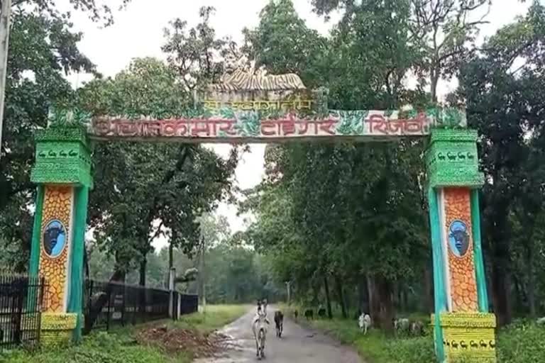 करोड़ों खर्च करने के बाद भी अचानकमार से टाइगर हैं दूर जानिए क्यों ?
