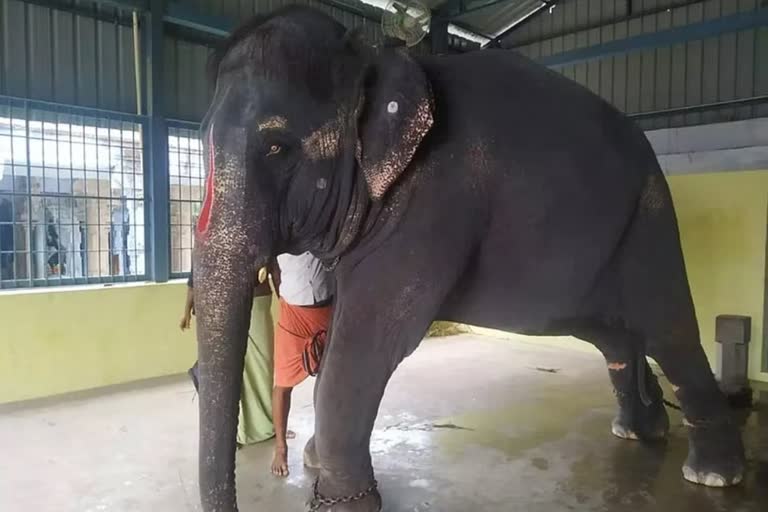 Assam government initiatives to bring back Joymala