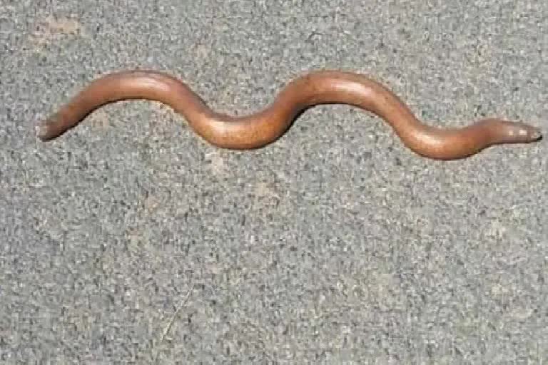 बिहार में जज के सामने पेश हुआ दोमुंहा सांप.. कीमत 25 करोड़