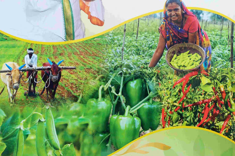Organic Farming in Jharkhand: जैविक खेती लोगों को बना रहा सेहतमंद, किसान भी  हो रहे मालामाल, जानिए FPO का रोल