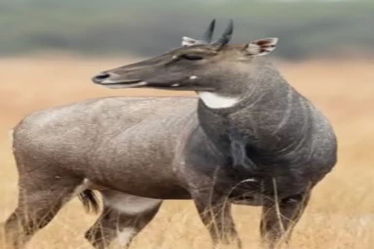 किसान ने खेत में बिछाया हाई वोल्टेज करंट, चपेट में आई 7 नील गाय,मौत