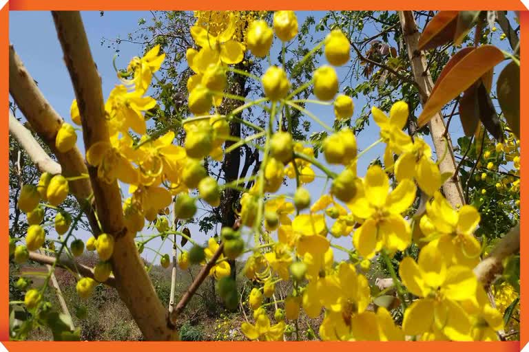 Bahava Tree in Melghat : मेळघाटच्या उन्हात बहरला 'बहावा'; पिवळी फुले ...