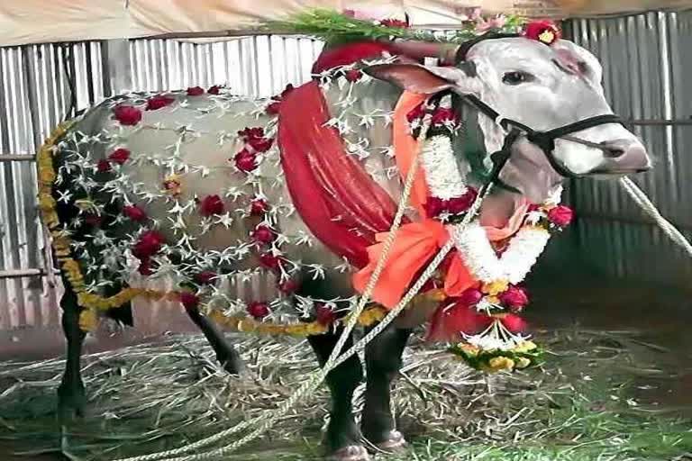 ग्रामीणों और किसानों का खास पर्व है पोला, जानें महत्व