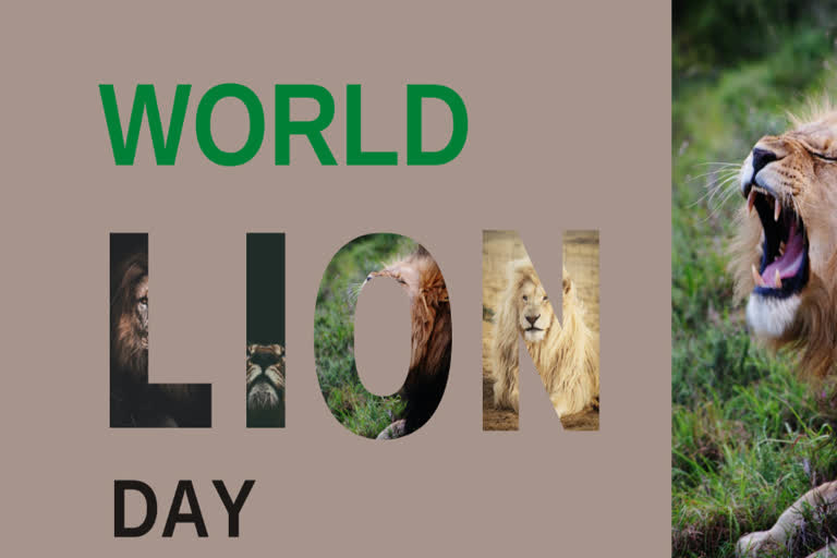 Aug 10 is celebrated as World Lion Day