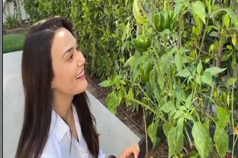 Preity Zinta shows her 'ghar ki kheti' Preity Zinta shows her 'ghar ki kheti'