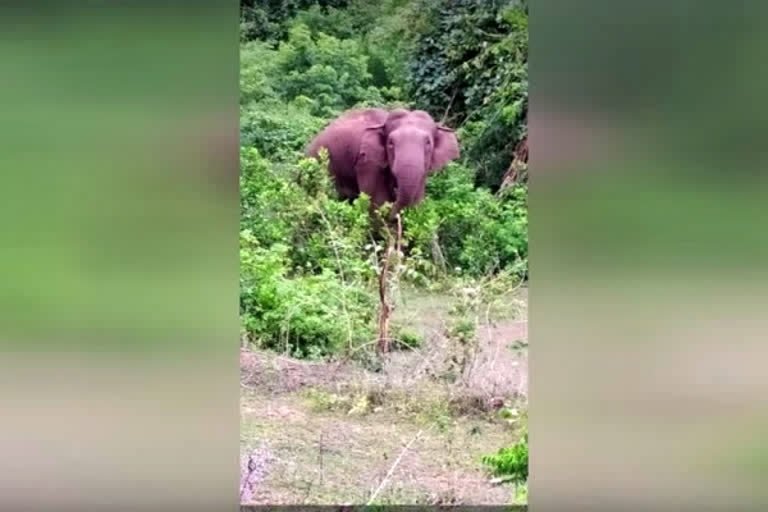 Wild elephant found in critical condition in Palakkad forest region elephant