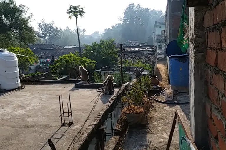 monkey terror in surajpur